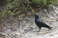 Corvus orru